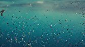 کشف قارچ های پلاستیک خوار که بهتر از ما اقیانوس ها را تمیز می کنند!